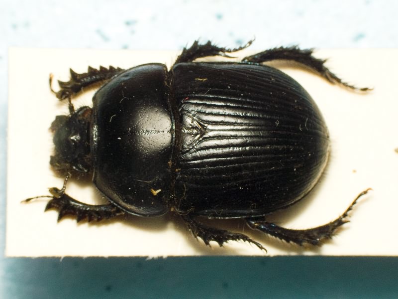 Scarabaeidae Latreille, 1802